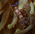   Shrimp anemone  